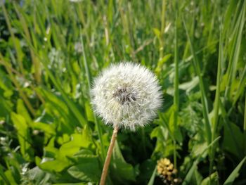 Close-up of dandelion on field