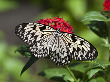 Close-up of butterfly pollinating flower