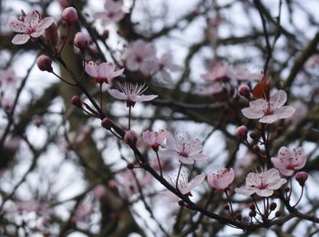 Low angle view of magnolia blossoms in spring