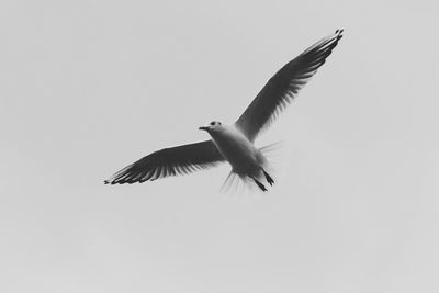 Low angle view of birds flying