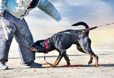 Side view of dog standing on field