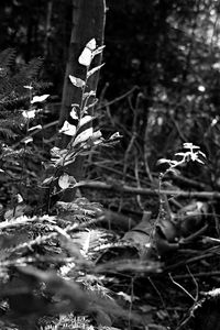 Close-up of flowering plants on field in forest
