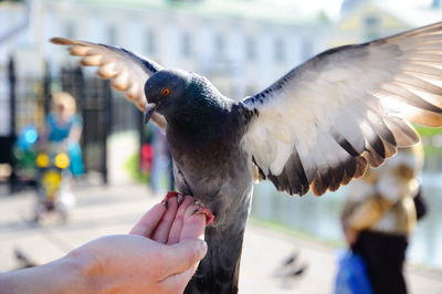 Close-up of hand feeding bird