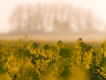 Scenic view of oilseed rape field against sky