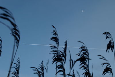 Low angle view of silhouette plants against clear blue sky