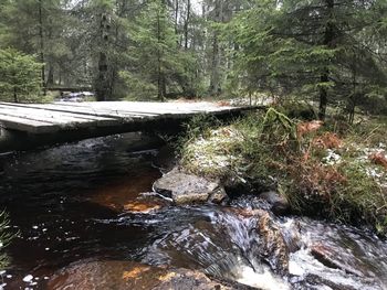 River flowing in forest