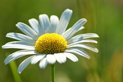 Close-up of white flower