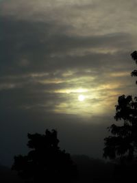 Sun shining through trees