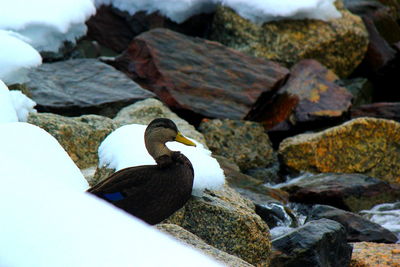 Duck on rocks in winter