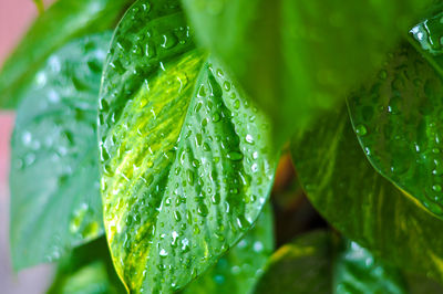 Close-up of wet plant leaves during rainy season