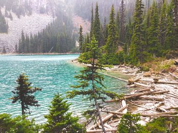 View of pine trees in lake