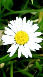 Close-up of white daisy flower