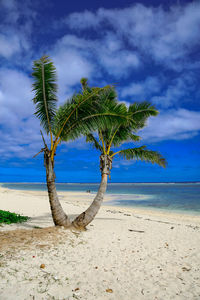 Palm tree on beach against sky