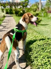 Dog looking away outdoors