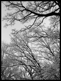 Low angle view of bare trees against sky