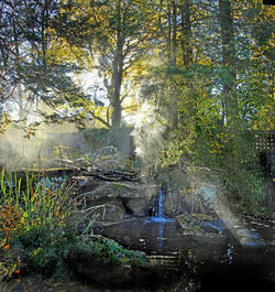 Reflection of trees in water