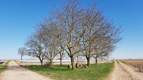 Dirt road amidst bare trees against clear blue sky