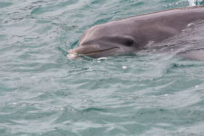 View of a dolphin in the sea