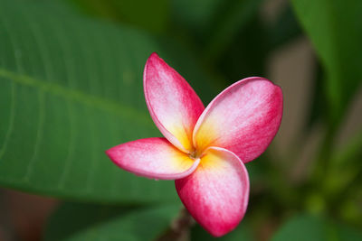 Close-up of pink flower against blurred background.making thins with the aperture.