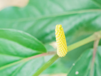 Close-up of yellow flower