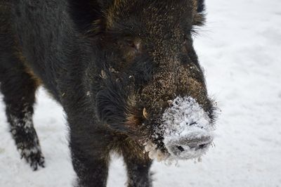 High angle view of pig standing on snow covered field