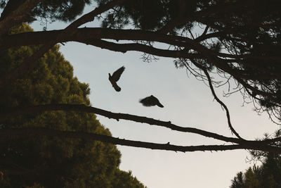 Low angle view of silhouette bird flying against sky