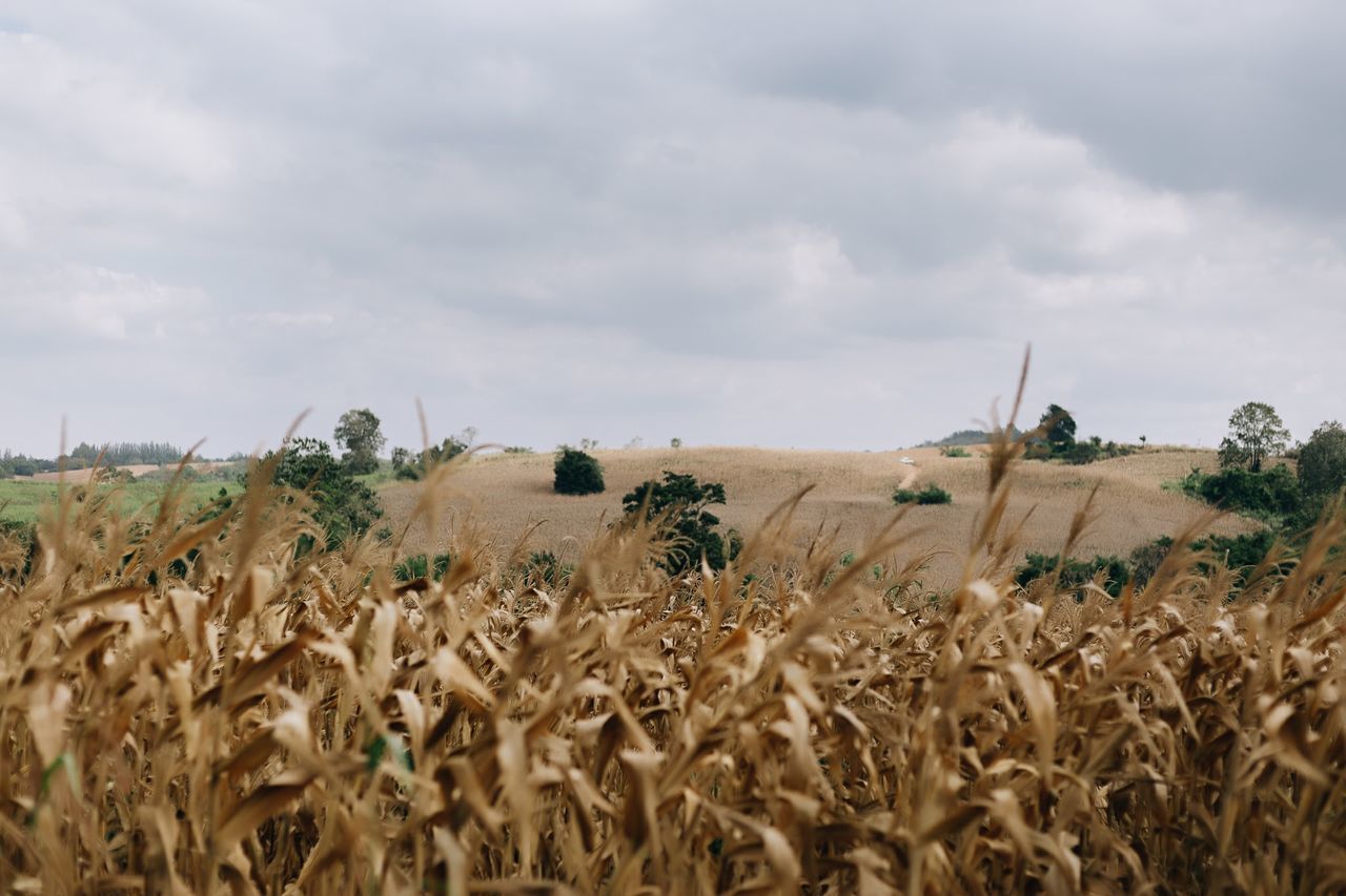 VIEW OF CORN FIELD AGAINST SKY