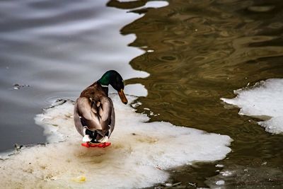 Duck swimming on lake