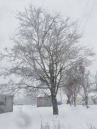 Bare trees on snow covered field