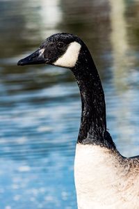 Close-up of black swan swimming on lake