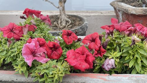 Close-up of pink flowers in pot