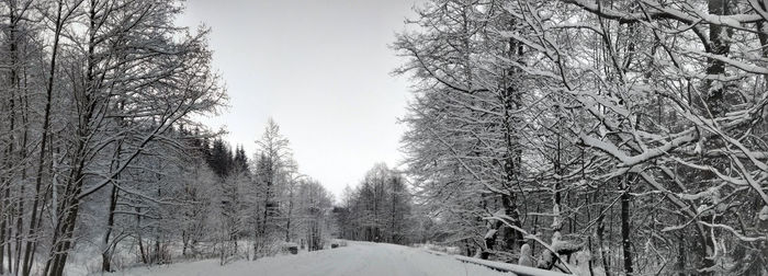 Snow covered land and trees against sky