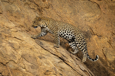 Leopard walking up steep rockface lifting paw