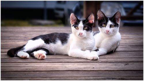 Portrait of cat resting on wood