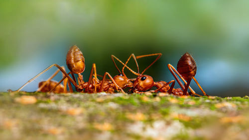 Fire ant on branch in nature ,selection focus only on some points in the image.