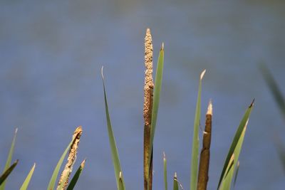 Low angle view of cattails  against sky