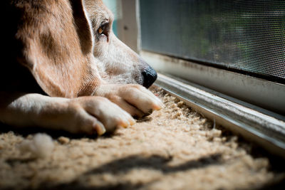 Close-up of dog