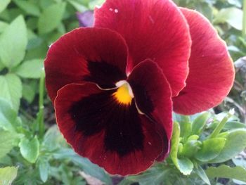 Close-up of red flower blooming outdoors