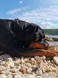 View of a dog resting on rock