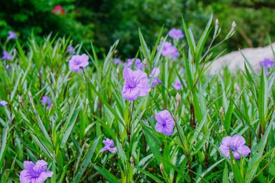 Close-up of purple crocus flowers on field