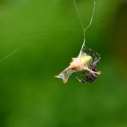 Close-up of insect on spider web