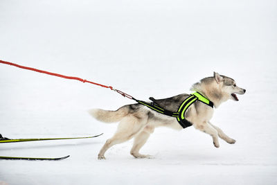 Running husky dog on sled dog racing. winter dog sport sled team competition. siberian husky dog