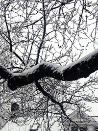 Low angle view of bare tree against sky