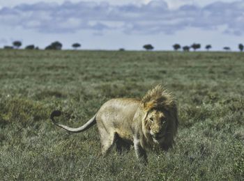 Lion walking in forest