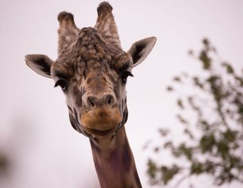 Close-up portrait of a horse