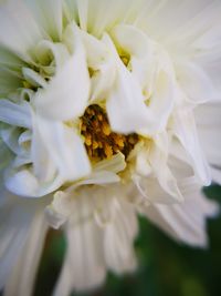 Close-up of white rose flower