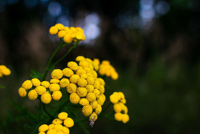 Close-up of yellow flowering plant