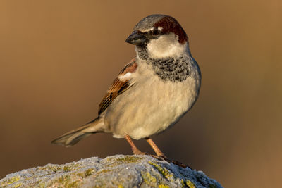 Close-up of bird perching on rock