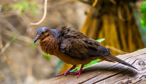 Close-up of sparrow perching on wood