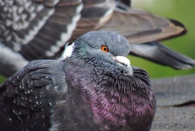 Close-up of pigeon perching